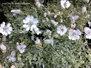 Silene uniflora 'Druett's Variegated' - blossom